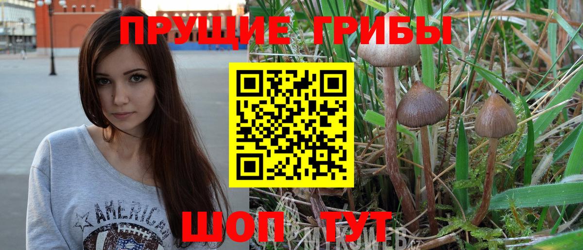 Псилоцибиновые грибы GOLDEN TEACHER  Псилоцибиновые грибы Psilocybine cubensis  Вход с VPN  купить   Бугульма 